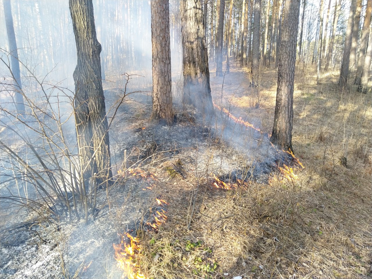 Суд приговорил жителя Трехгорного, виновника лесного пожара, к 10 месяцам исправительных работ