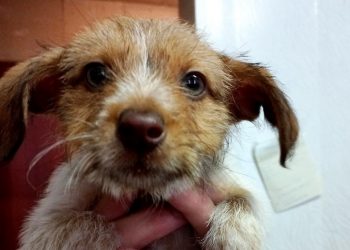 В Трёхгорном ищут дом для щенка, которого в мороз выбросили на улицу