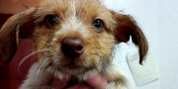 В Трёхгорном ищут дом для щенка, которого в мороз выбросили на улицу