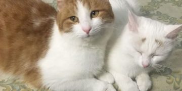 Жительница Трёхгорного спасла от холода и голода кота и кошку, обитающих в огородах