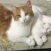 Жительница Трёхгорного спасла от холода и голода кота и кошку, обитающих в огородах