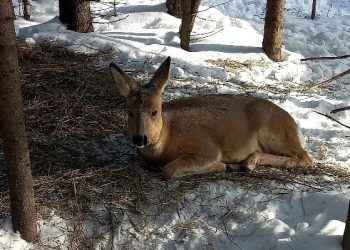 В Трёхгорном использованным живым ёлкам нашли полезное применение
