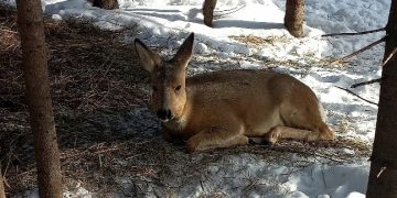 В Трёхгорном использованным живым ёлкам нашли полезное применение