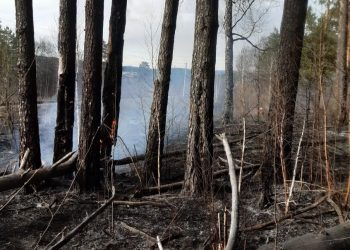 За уничтожение лесных насаждений грозит штраф до 3 миллионов рублей