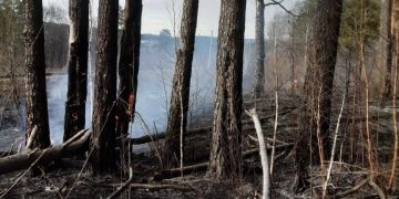 За уничтожение лесных насаждений грозит штраф до 3 миллионов рублей