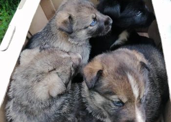 В Трёхгорном зооволонтёры ищут новых хозяев для щенков хаски