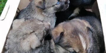 В Трёхгорном зооволонтёры ищут новых хозяев для щенков хаски