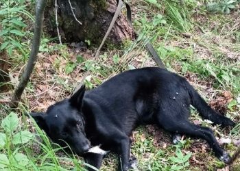 В Трёхгорном нерадивые хозяева привязали собаку к дереву в лесу и бросили умирать