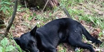 В Трёхгорном нерадивые хозяева привязали собаку к дереву в лесу и бросили умирать