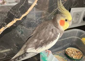 В Трёхгорном улетевший попугай спустя 8 дней вернулся домой