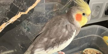 В Трёхгорном улетевший попугай спустя 8 дней вернулся домой