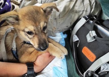 Зооволонтёры изъяли щенка у семьи, издевавшейся над животными