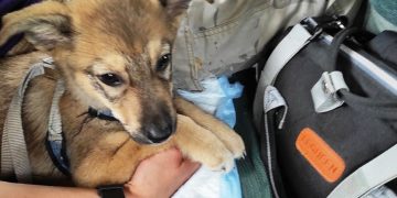 Зооволонтёры изъяли щенка у семьи, издевавшейся над животными