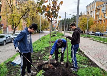 В Трёхгорном на аллее Ленина высаживают клёны
