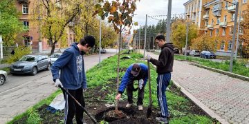 В Трёхгорном на аллее Ленина высаживают клёны
