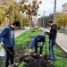 В Трёхгорном на аллее Ленина высаживают клёны