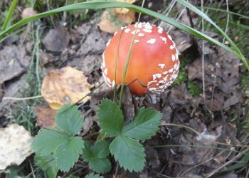 «Мухоморный бургер»: Роспотребнадзор призвал россиян не покупать и не есть мухоморы