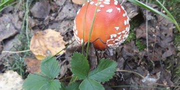 «Мухоморный бургер»: Роспотребнадзор призвал россиян не покупать и не есть мухоморы