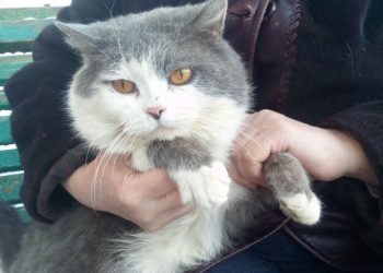 В Трёхгорном ищут старых или новых хозяев для домашнего скитающегося кота