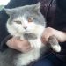 В Трёхгорном ищут старых или новых хозяев для домашнего скитающегося кота