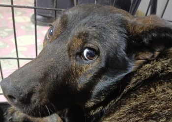 В Трёхгорном отловили пять бродячих собак