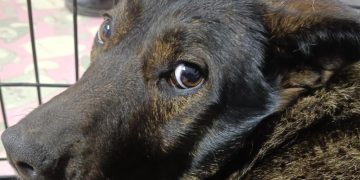 В Трёхгорном отловили пять бродячих собак