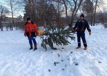 В Трёхгорном новогодние живые ели переработали в щепу для подстилки животным, обитающим в нацпарке