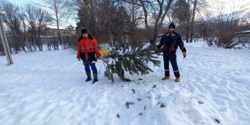 В Трёхгорном новогодние живые ели переработали в щепу для подстилки животным, обитающим в нацпарке