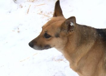 В Челябинской области запретили подкармливать бродячих животных