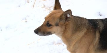 В Челябинской области запретили подкармливать бродячих животных