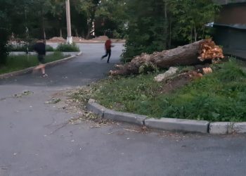 В Трёхгорном идут работы по валке аварийных деревьев