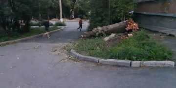 В Трёхгорном идут работы по валке аварийных деревьев