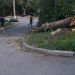 В Трёхгорном идут работы по валке аварийных деревьев